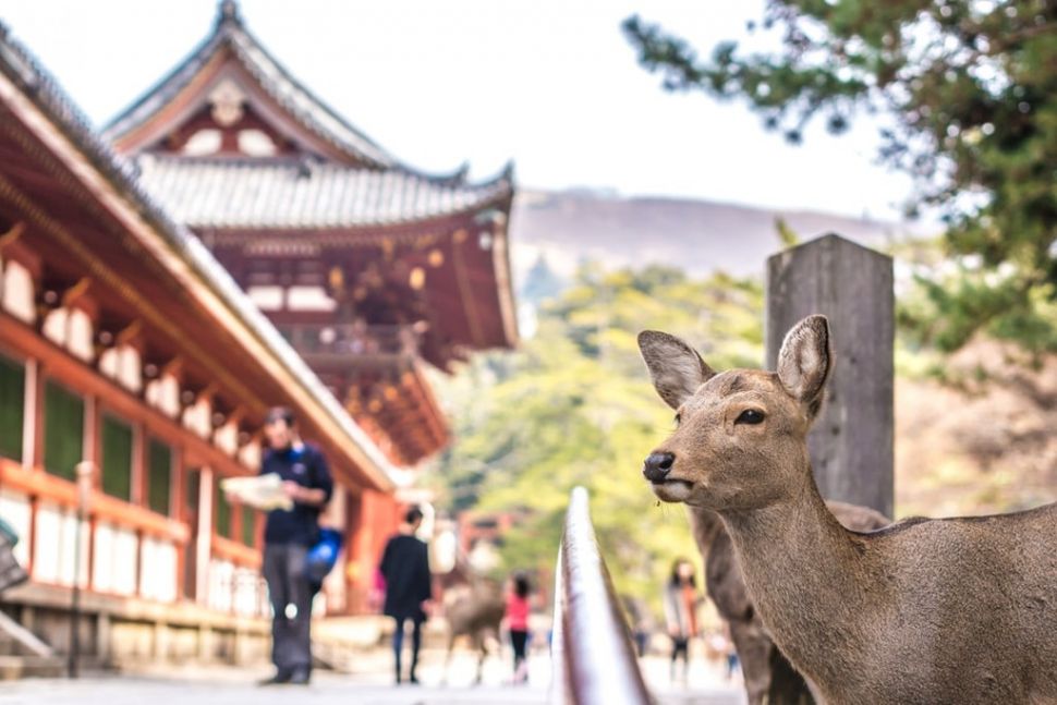 Taman Nara, Jepang. (Shutterstock)