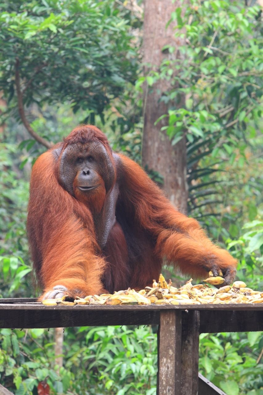 Taman Nasional Tanjung Puting. (Dok : Indonesia.travel).