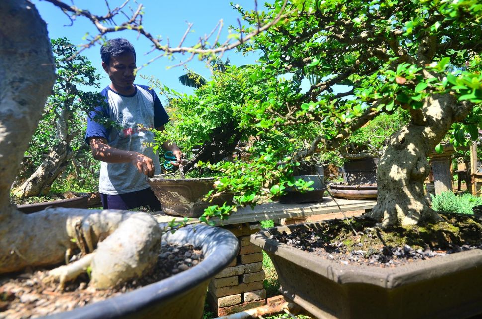 Begini Wujud Pohon Bonsai Seharga Rp 30 Juta