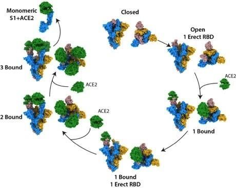 Perubahan protein lonjakan virus corona (crick.ac.uk/The Francis Crick Institute)