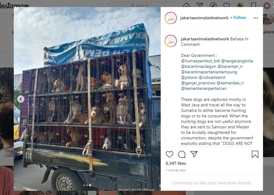 Mobil penuh anjing dikirim untuk dijual dan dikonsumsi (IG/jakartaanimalaidnetwork)