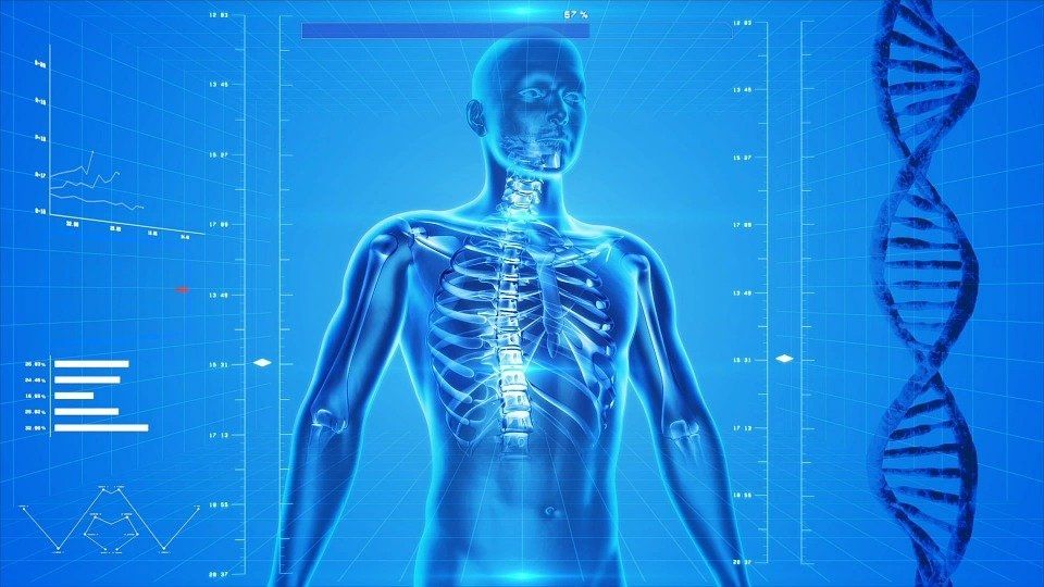 Kerangka manusia, tulang, osteoporosis (Pixabay/PublicDomainPictures)