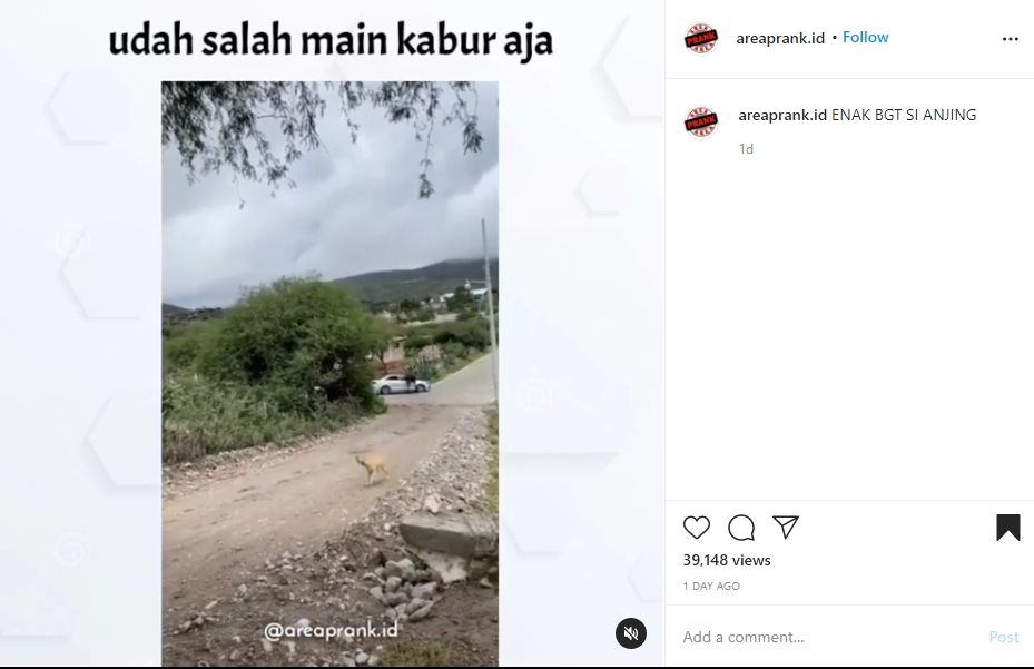 Viral ulah anjing bikin sedan penyok dicium kuda. (Instagram)