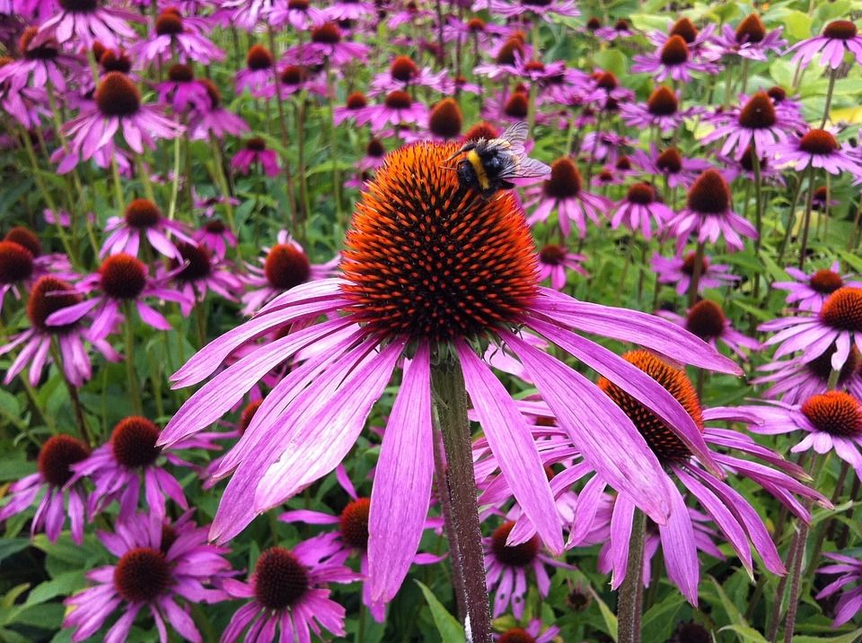 Echinacea (Pixabay/Danyelab)