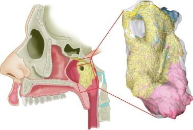 Ilmuwan temukan organ baru di kelenjar ludah (Radiotherapy and and Oncology Journal)