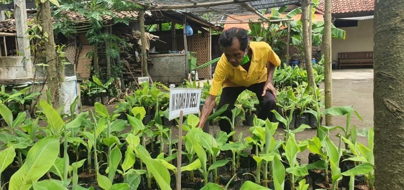 Lasiyo Syaifuddin (65) atau yang kerap disapa Mbah Lasiyo, menunjukkan tanaman pisang miliknya di rumanya di Dusun Ponggok, Desa Sidomulyo, Kecamatan Bambanglipuro, Kabupaten Bantul, Jumat (23/10/2020). [Hiskia Andika Weadcaksana / SuaraJogja.id]