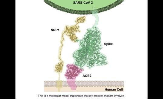 Virus corona memasuki sel manusia dengan menempel pada ACE2 dan NRP-1 (YouTube/UniversityofBristol)