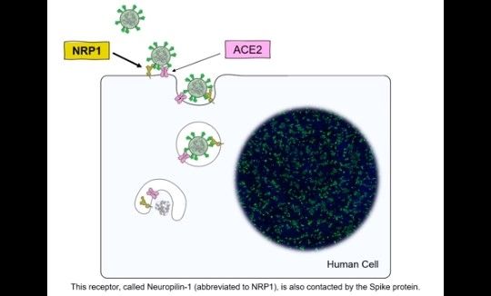 Virus corona memasuki sel manusia dengan menempel pada ACE2 dan NRP-1 (YouTube/UniversityofBristol)