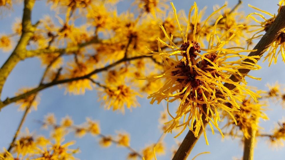 Witch hazel plant.  (Pixabay / Tobias C. Wahl)