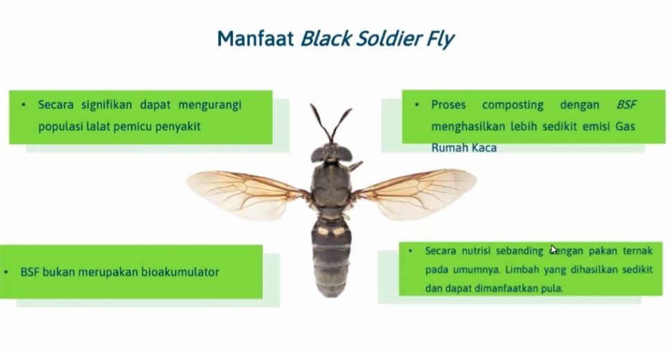 Lalat Black Soldier Fly. (Waste4Change)