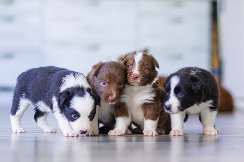 Anak anjing. [Elena Mozhvilo/Unsplash]