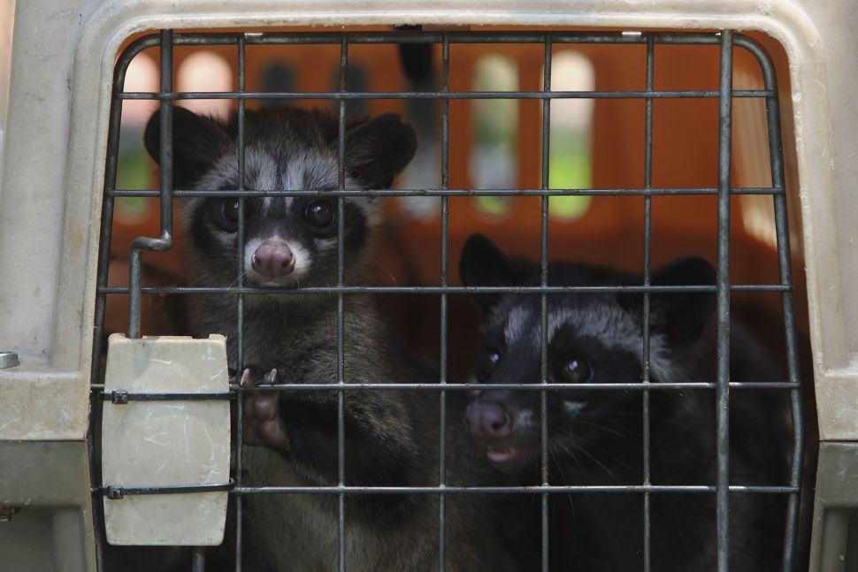 Dua ekor musang berada di dalam kandang usai melakukan vaksinasi rabies dan pemeriksaan kesehatan hewan peliharaan secara gratis di RPTRA Taman Mandala, Tebet, Jakarta, Sabtu (31/10/2020). [Suara.com/Angga Budhiyanto]