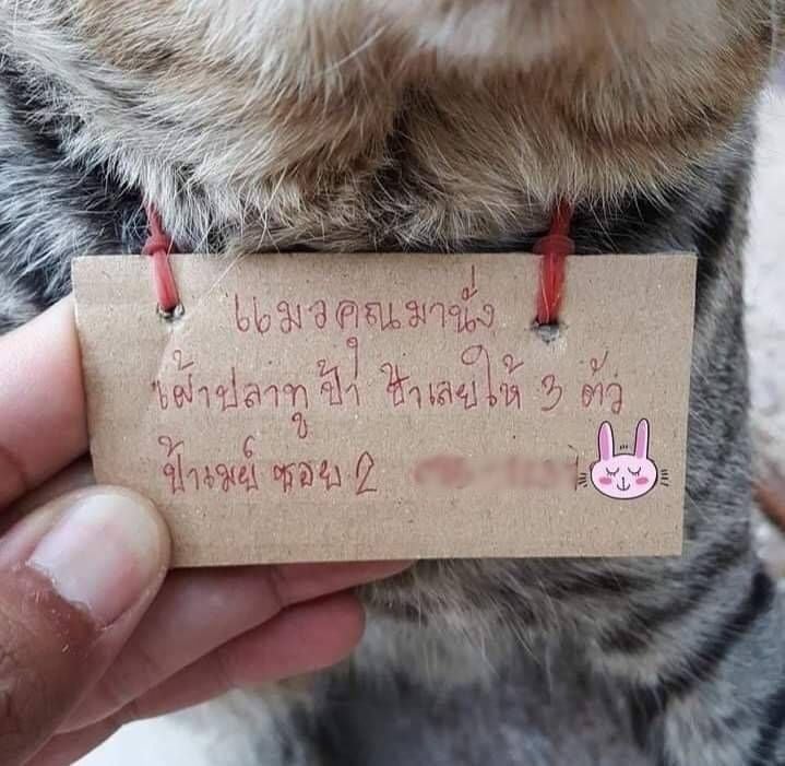 Viral Kucing Pulang Bawa Utang usai Hilang 3 Hari (Facebook/Chuangpuaksiam)