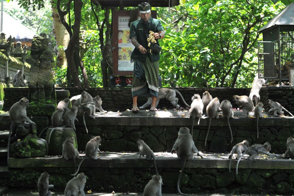 Petugas memberi makan kera ekor panjang (Macaca fascicularis) di Monkey Forest Ubud, Gianyar, Bali, Kamis (5/11/2020).  [ANTARA FOTO/Fikri Yusuf]