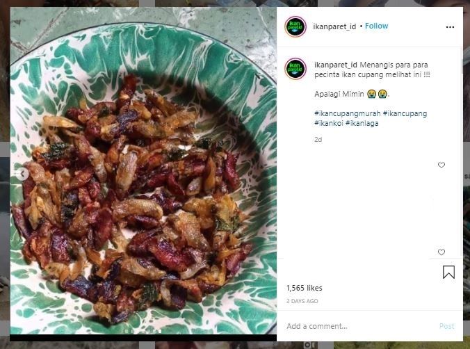 Warganet menggoreng ikan cupang jadi krispi (Instagram @ikanparet_id)