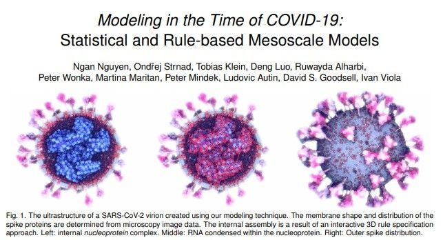 Penampilan luar dan dalam virus corona Covid-19 (KAUST Discovery)