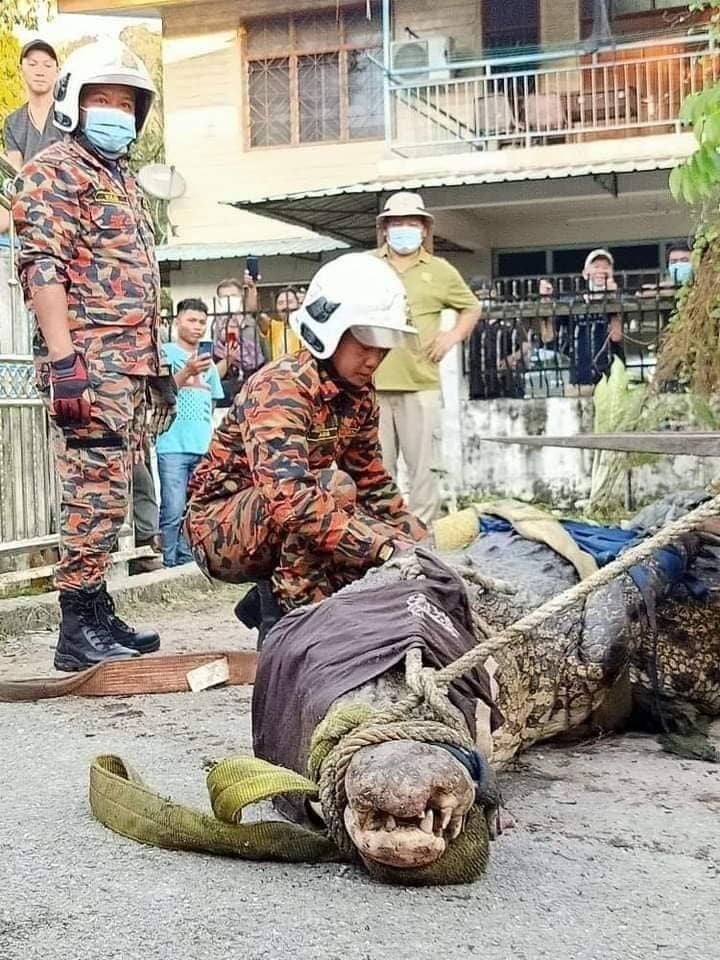 Viral warga temukan buaya seberat 800 kg. (Dok: Facebook/Info Roadblock JPJ/POLIS)