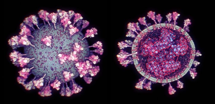 Penampilan luar dan dalam virus corona Covid-19 (KAUST Discovery)