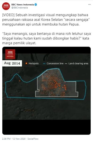 Hutan Papua dibuka dengan cara dibakar perusahaan Korsel (Twitter/bbcindonesia)