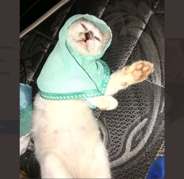 Viral Baju Ukhti untuk Kucing, Publik: Biar Tak Melulu Hamil di Luar Nikah