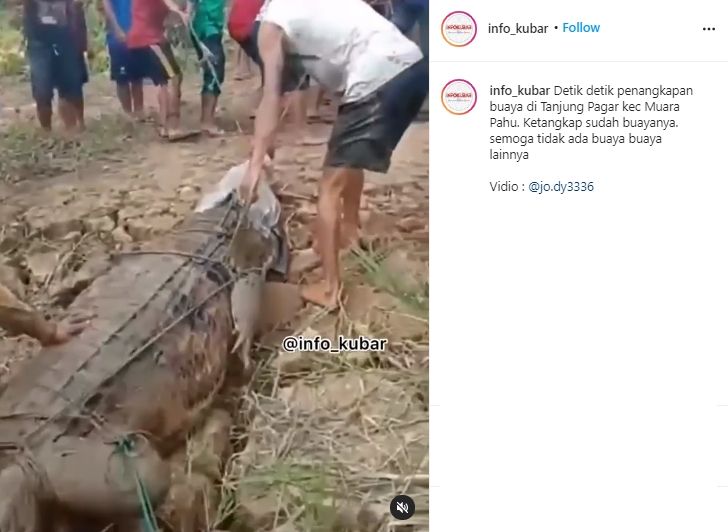 Penangkapan Buaya Raksasa di Muara Pahu. (Instagram/info_kubar)