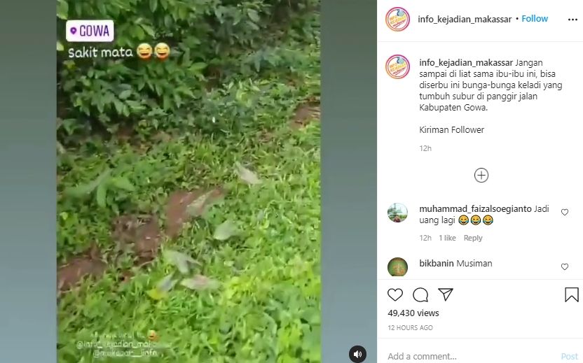 Video bunga keladi tumbuh liar di pinggir jalan. (Instagram/info_kejadian_makassar)