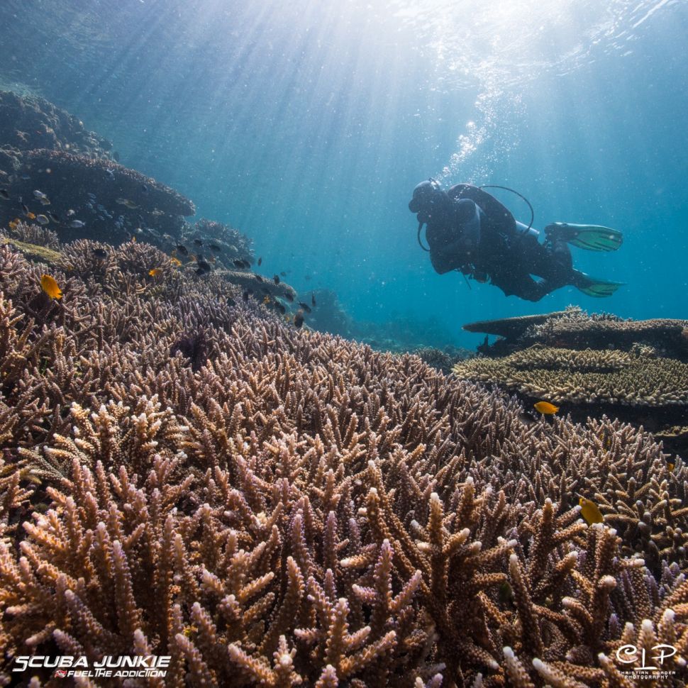 Indonesia raih dua penghargaan di bidang wisata selam. (Dok: Scuba Junkie)