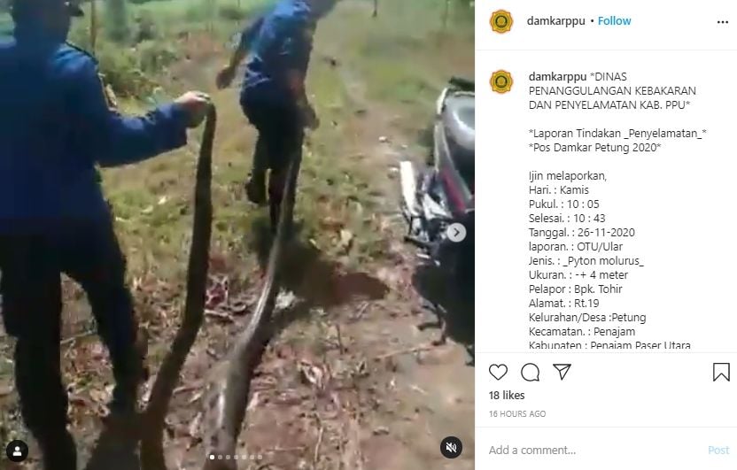 Video detik-detik penangkapan ular piton di Penajam. (Instagram/damkarppu)