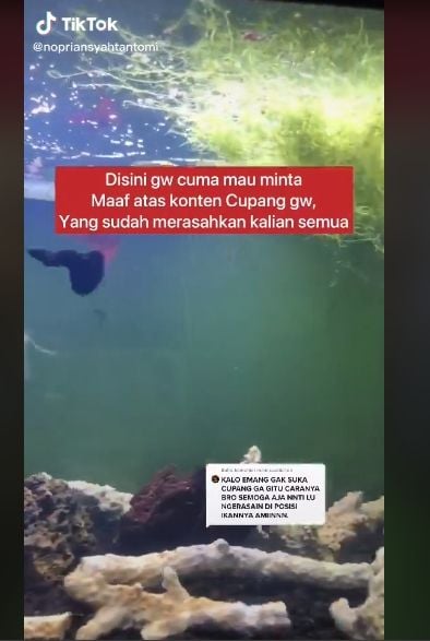 Viral Video Adu Ikan Cupang, yang Kalah Langsung Dimasak. (TikTok/@nopriansyahtantomi)