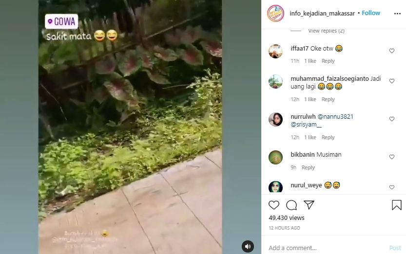 Video bunga keladi tumbuh liar di pinggir jalan. (Instagram/info_kejadian_makassar)