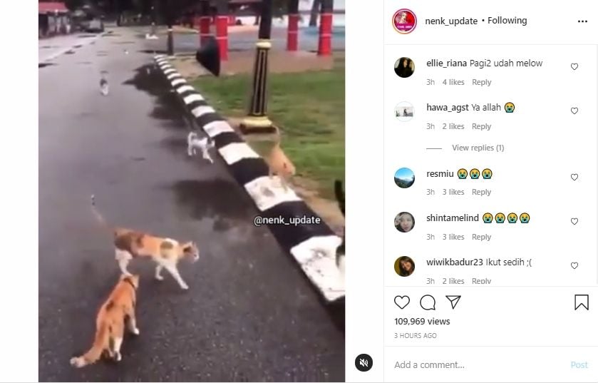 Video Rombongan Kucing Sambangi Kawannya yang Tertabrak di Jalan. (Instagram/nenk_update)