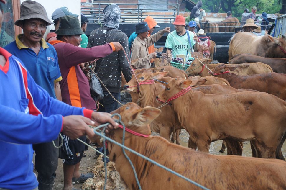 Imbas Covid-19, Harga Sapi di Madura Turun