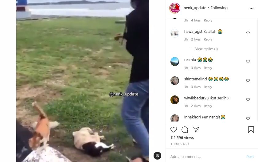 Video Rombongan Kucing Sambangi Kawannya yang Tertabrak di Jalan. (Instagram/nenk_update)