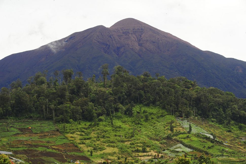 Perladangan Ilegal di Taman Nasional Kerinci Seblat