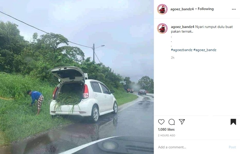 Daihatsu Sirion pengangkut rumput. (Instagram)