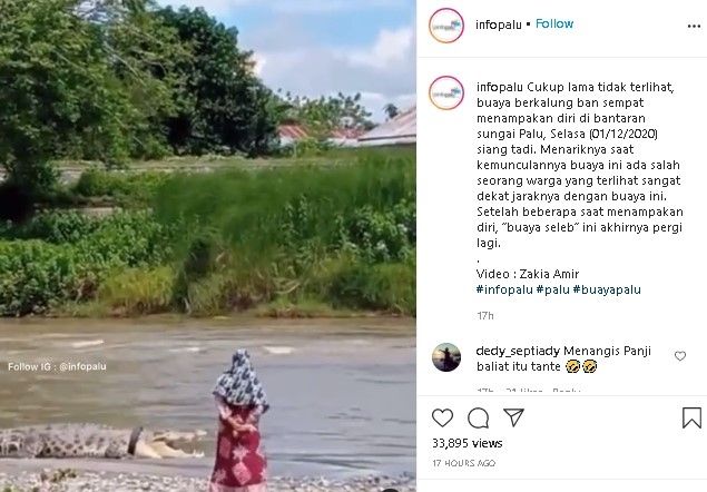 Buaya berkalung ban kembali muncul ditemani wanta berhijab. (Instagram/@infopalu)