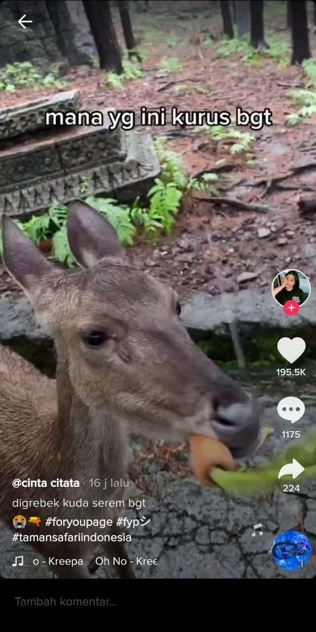 Wanita ini digrebek rusa saat memberi makan di kebun binatang (TikTok @ckthln)