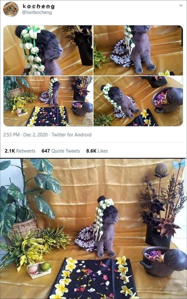 Viral potret kucing cosplay siraman di Twitter. (Twitter/@twitkocheng)