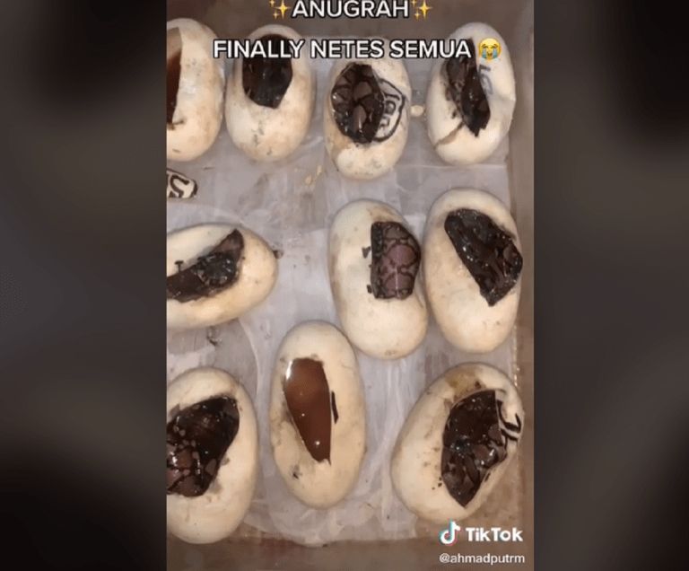 Bikin Ngeri, Disangka Kue Isi Cokelat Pas Dilihat Dekat Ternyata Begini. (TikTok/ahmdputrn)