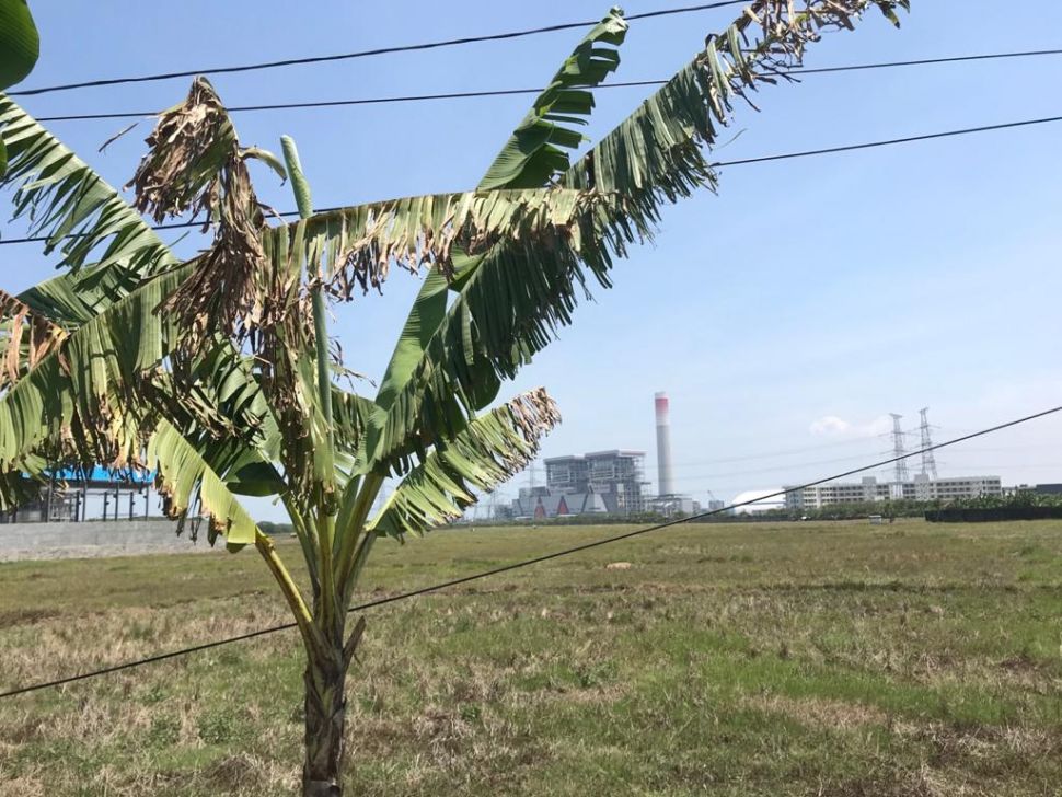 Malapetaka Abu Emas Hitam, Petani Banten Dikepung Polusi PLTU Suralaya