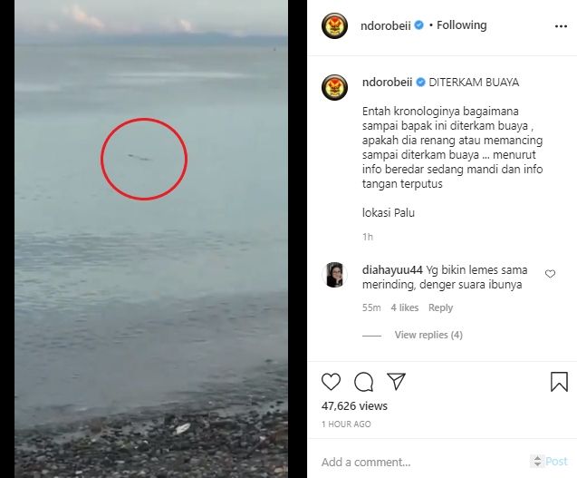 Video penyelamatan bapak digigit buaya di pantai Palu. (Instagram/ndorobeii)