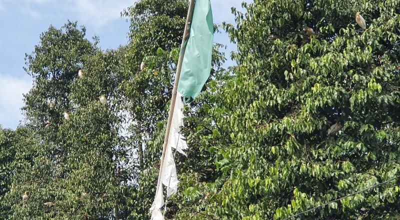 Beberapa burung kuntul yang terlihat bertengger dan berterbangan di pepohonan di Dusun Ketingan, Tirtoadi, Mlati, Sleman, Minggu (13/12/2020). [Hiskia Andika Weadcaksana / SuaraJogja.id]