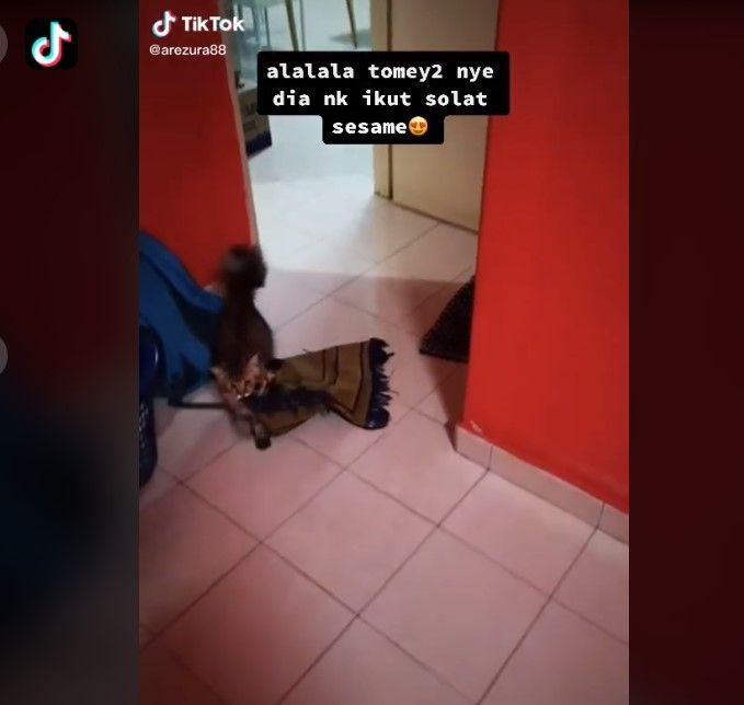 Aksi kucing membawa sajadah ingin ikut salat (Tiktok/arezura88)