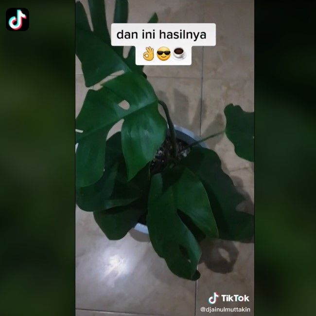 BNN berburu tanaman lebih dari ganja di hutan (Tiktok)