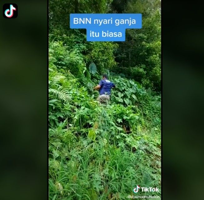 BNN berburu tanaman lebih dari ganja di hutan (Tiktok)