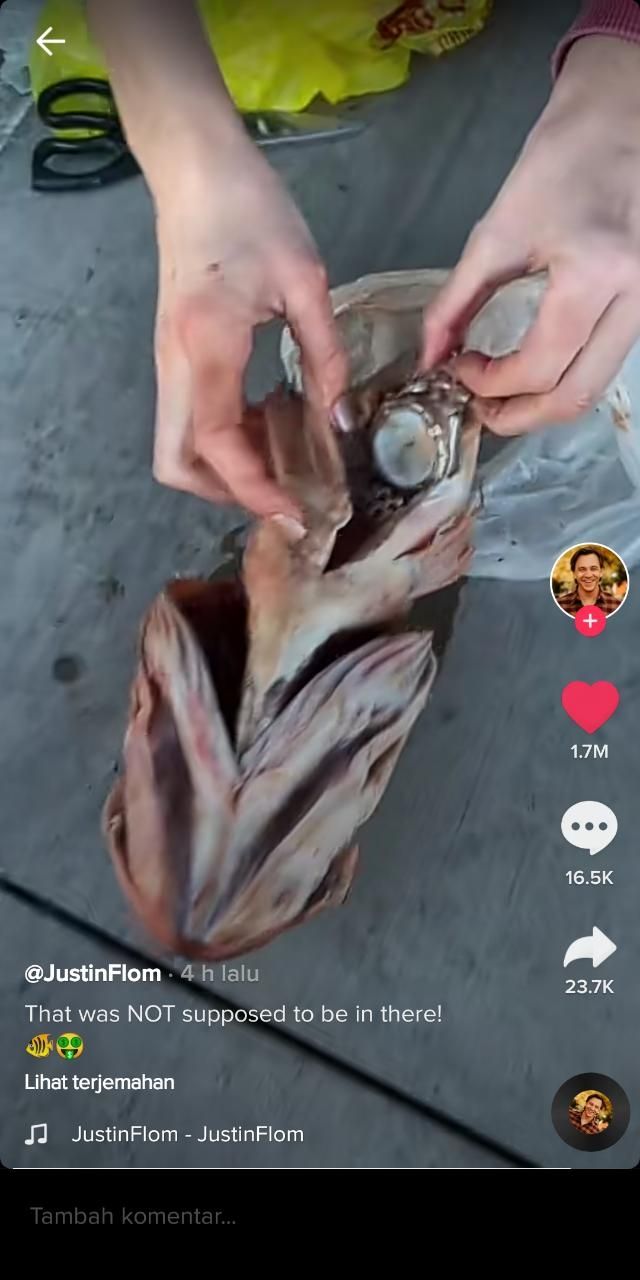 Benda mewah tersangkut di tenggorokan ikan (TikTok @justinflom)