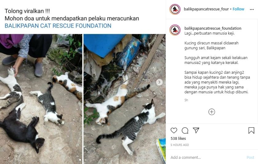 Kucing di Balikpapan keracunan massal. (Instagram/balikpapancatrescue_foundation)