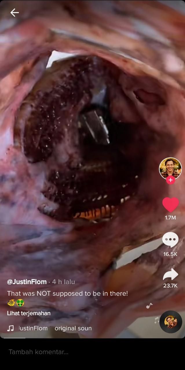 Benda mewah tersangkut di tenggorokan ikan (TikTok @justinflom)