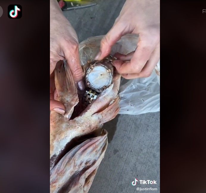 Jam tangan mewah di perut ikan (tiktok)