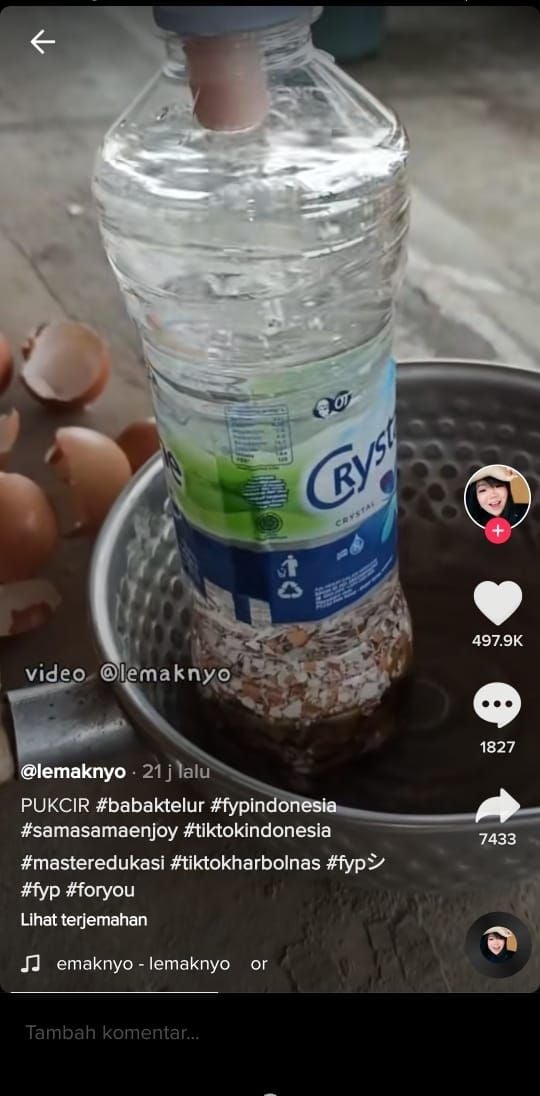 Buat pupuk cair dari kulit telur untuk kesuburan tanaman (TikTok @lemaknyo)